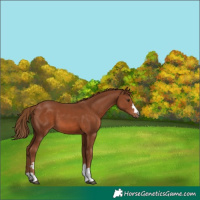 Horse Color:Chestnut 