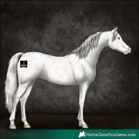 Horse Color:Cremello Near Leopard 