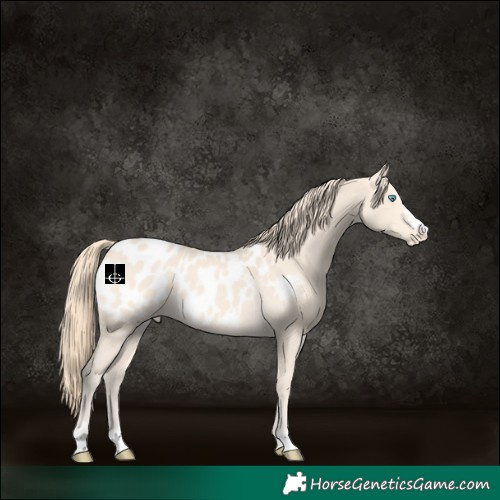 Horse Color:Perlino Appaloosa 