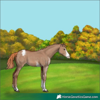 Horse Color:White Spotted Red Dun Varnish Rabicano