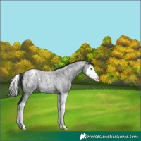 Horse Color:Blue Roan Splash Appaloosa