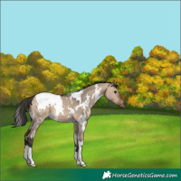 Horse Color:White Spotted Brown Dun 