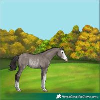 Horse Color:Smoky Grullo Sabino Rabicano