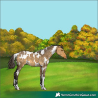 Horse Color:White Spotted Buckskin Dun 