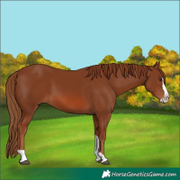 Horse Color:Chestnut Splash Tobiano 