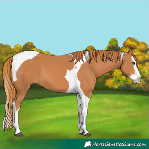 Horse Color:Chestnut Splash Tobiano 