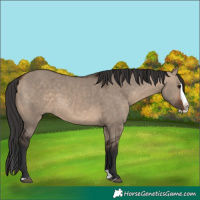 Horse Color:Brown Dun Splash 
