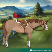 Horse Color:Red Dun Splash