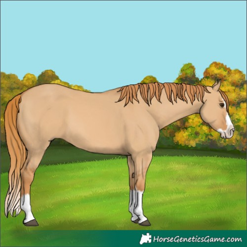 Horse Color:Unknown 