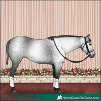 Horse Color:Gray Black 