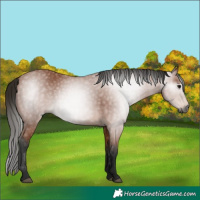 Horse Color:Gray Bay 