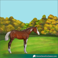 Horse Color:Silver Brown Sabino 