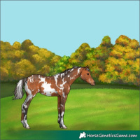 Horse Color:White Spotted Bay