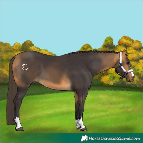 Horse Color:Buckskin 