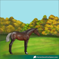 Horse Color:Silver Brown