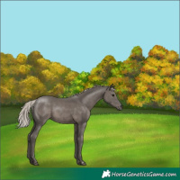 Horse Color:Silver Black 