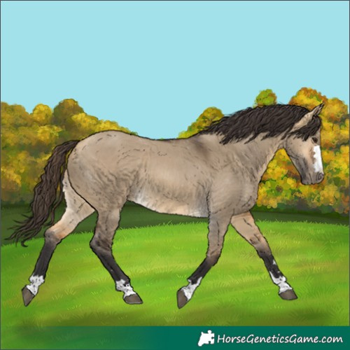 Horse Color:Buckskin Dun 
