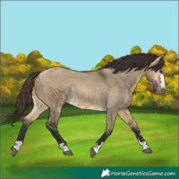 Horse Color:Buckskin Dun 