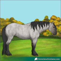 Horse Color:Grullo Roan 