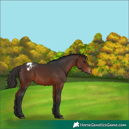 Horse Color:Bay Appaloosa 