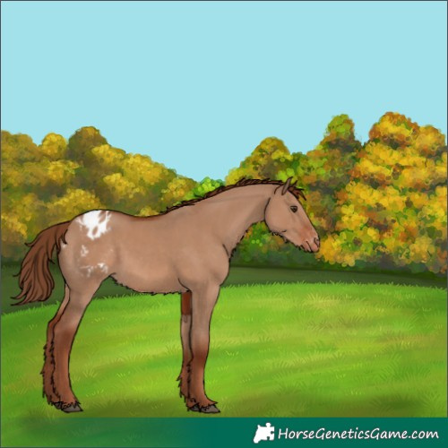Horse Color:Red Dun Appaloosa 