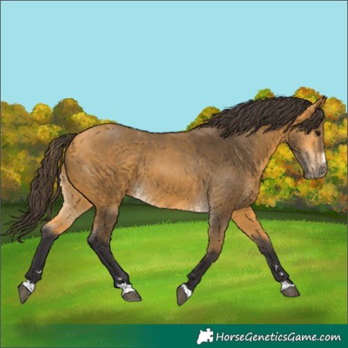 Horse Color:Buckskin 