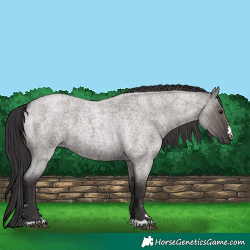 Horse Color:Smoky Grullo Roan 