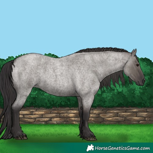 Horse Color:Smoky Grullo Roan 
