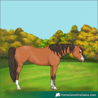 Horse Color:Bay 
