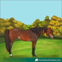 Horse Color:Bay 