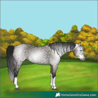 Horse Color:Gray Smoky Grullo Splash 