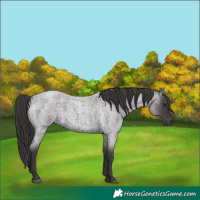 Horse Color:Smoky Blue Roan Rabicano 