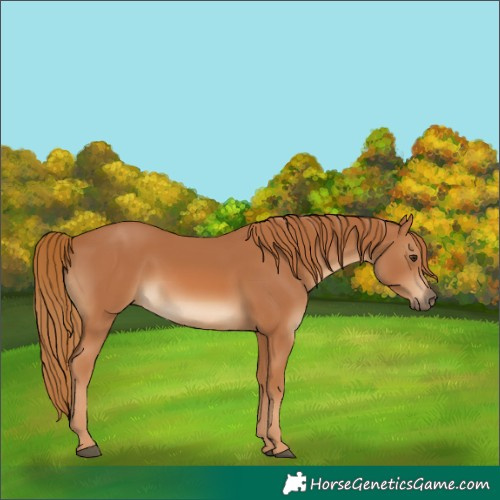 Horse Color:White Spotted Chestnut 