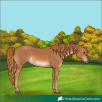 Horse Color:White Spotted Chestnut
