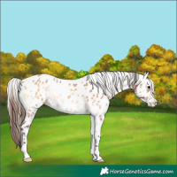 Horse Color:Bay Onyx Leopard