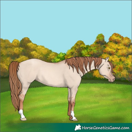 Horse Color:Gold Champagne Dun Rabicano 