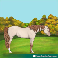 Horse Color:Gold Champagne Dun Rabicano