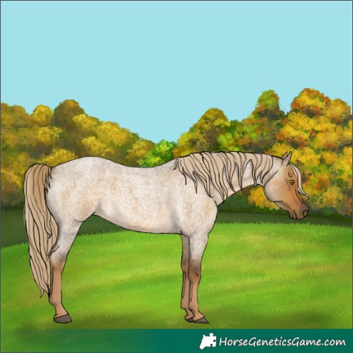 Horse Color:Chocolate Palomino Roan Dun Rabicano 