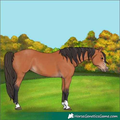 Horse Color:Bay 