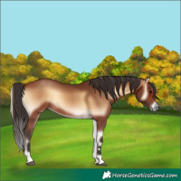 Horse Color:Bay Onyx 