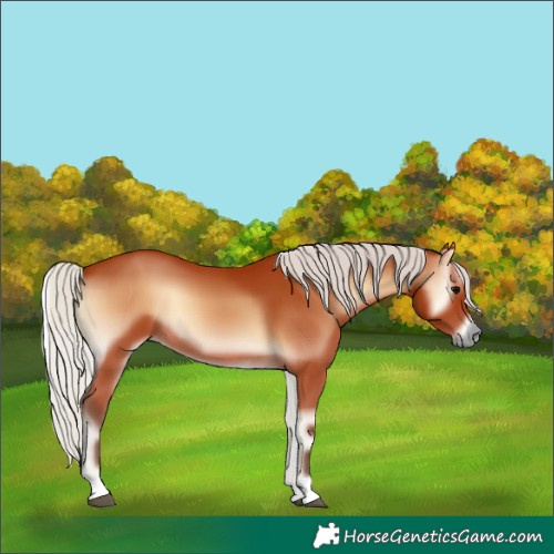 Horse Color:Silver Bay Onyx
