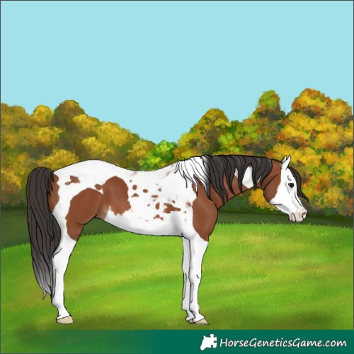 Horse Color:Bay Splash Tobiano
