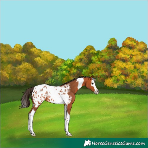 Horse Color:Bay Splash Tobiano Appaloosa Rabicano 