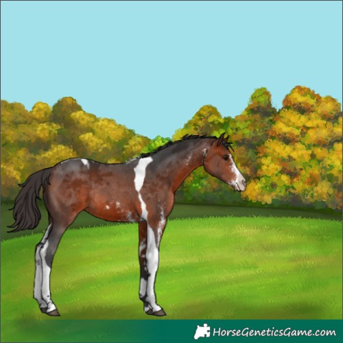 Horse Color:Bay Sabino Tobiano Rabicano 