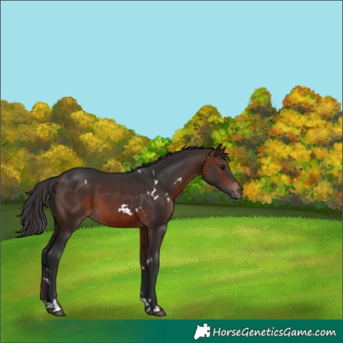 Horse Color:White Spotted Brown Tobiano 