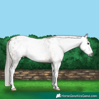Horse Color:Gray Bay Dun Splash Blanket 