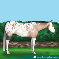 Horse Color:Gray Bay Dun Splash Appaloosa 