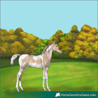 Horse Color:White Spotted Silver Brown Dun Tobiano Appaloosa