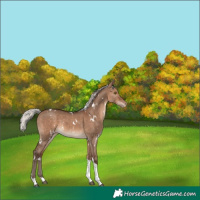 Horse Color:White Spotted Silver Brown Dun Tobiano Appaloosa