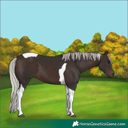 Horse Color:Silver Brown Tobiano 